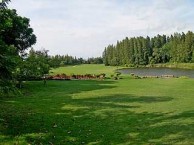 Vintage Golf Club