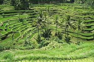 Bali - Die Insel des Golfs